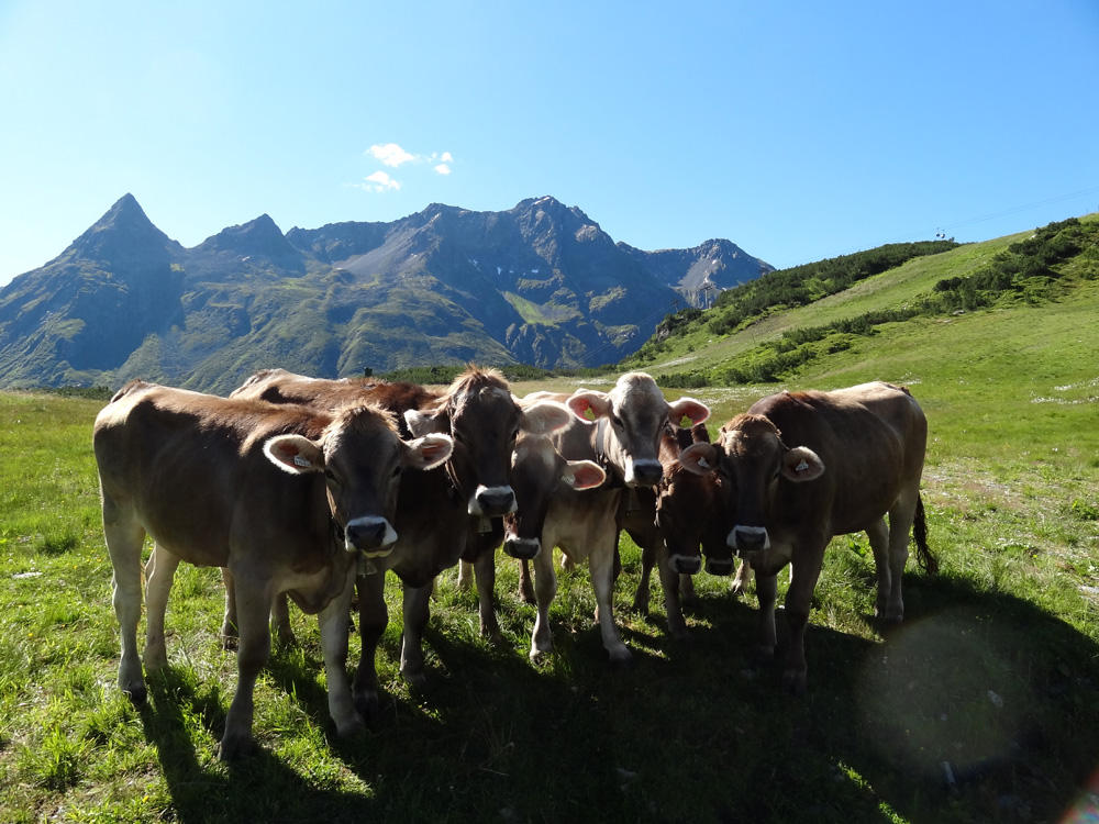 Silvretta